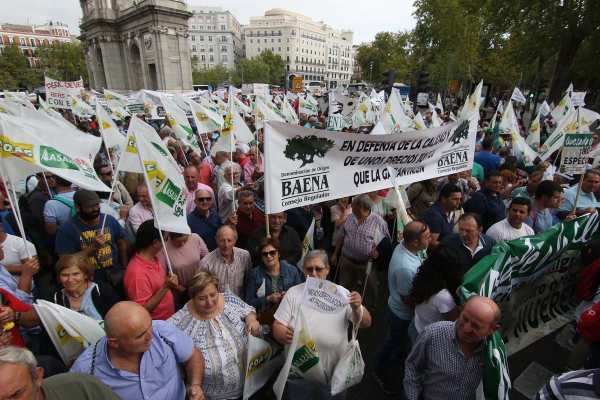 Córdoba se suma a la gran manifestación del olivar en Madrid