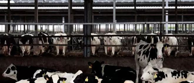 El sector ganadero: menos granjas, más producción