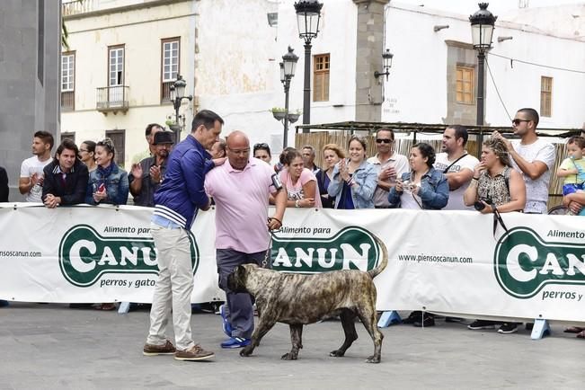 Celebración del I Certamen Nacional de perro ...