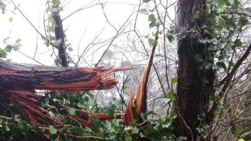 Árbol tronzado en el vial de playas de Marín. // Faro