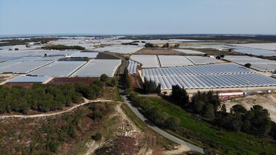 Decenas de sentencias han negado en los últimos tres años agua a fincas de regadío de Doñana