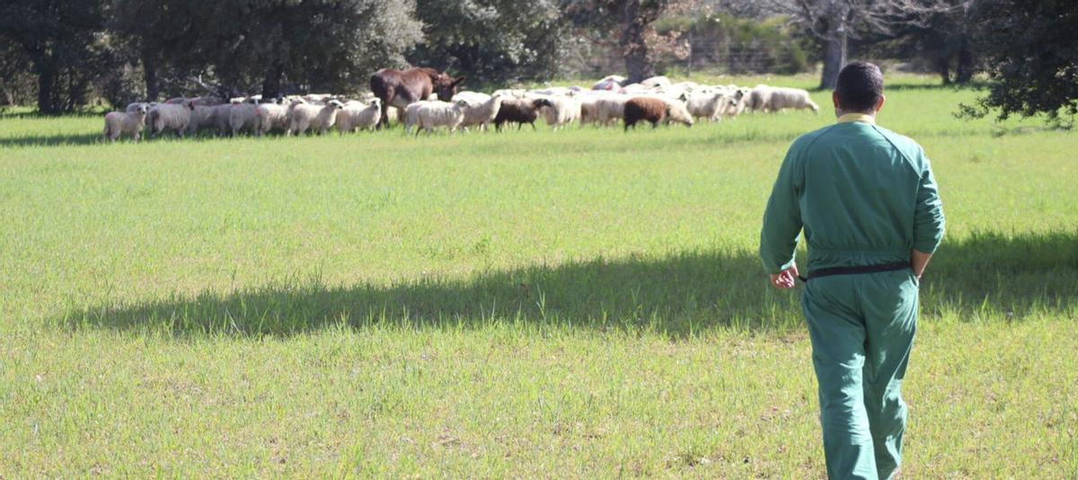 Arriba y sobre estas líneas, el ganadero Miguel Santos supervisa el grupo de ovejas que pastan junto al burro zamorano-leonés «Camarón». Abajo, Jesús de Gabriel, en la granja que Buleza tiene en Torres del Carrizal.  | VÍCTOR GARRIDO