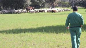 Arriba y sobre estas líneas, el ganadero Miguel Santos supervisa el grupo de ovejas que pastan junto al burro zamorano-leonés «Camarón». Abajo, Jesús de Gabriel, en la granja que Buleza tiene en Torres del Carrizal.  | VÍCTOR GARRIDO
