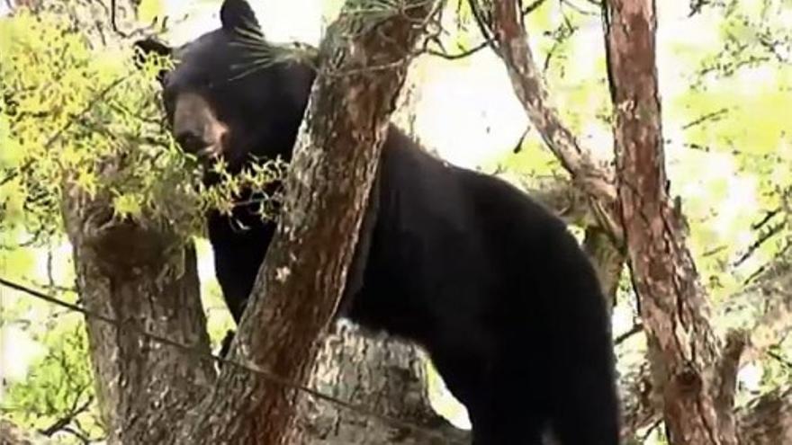 Un oso de 113 kilos cae sedado de un árbol en Florida