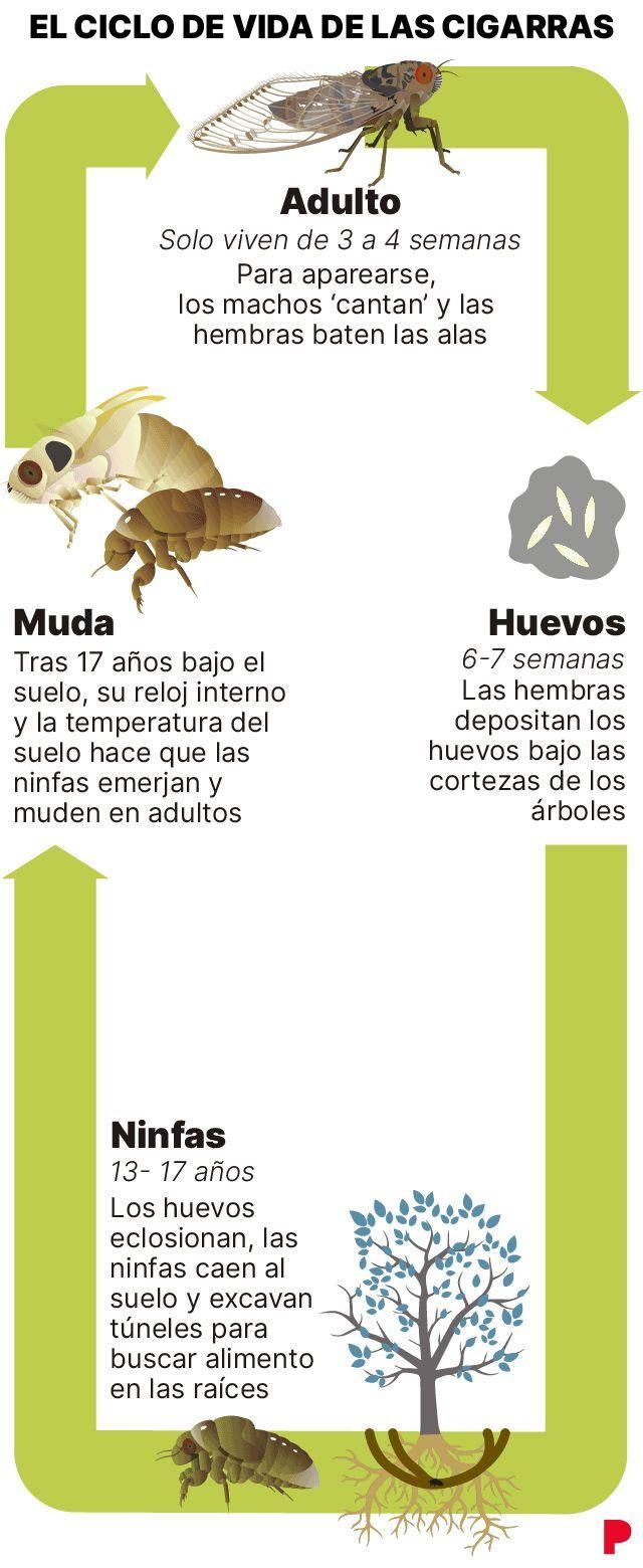 El ciclo de la vida de las cigarras