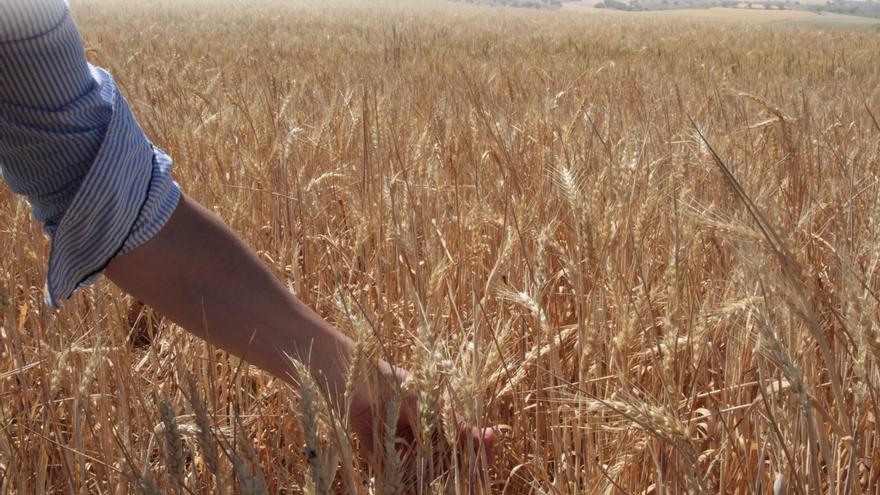 Lonja de Zamora: El cereal, a la espera del inicio de la cosecha