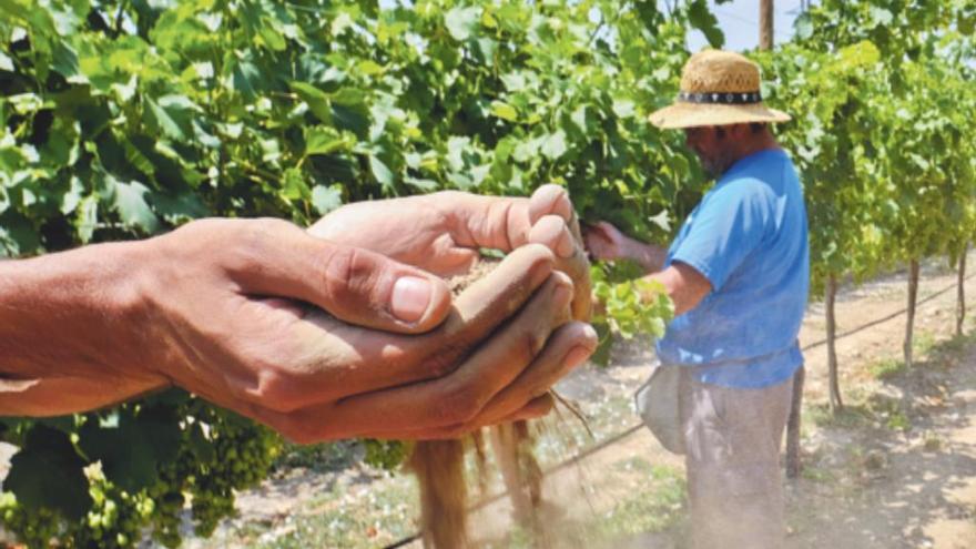 Conrear amb menys aigua i sense terra, reptes per a una nova agricultura