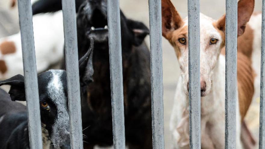 Un grupo de perros espera dueño en el Albergue de Bañaderos.