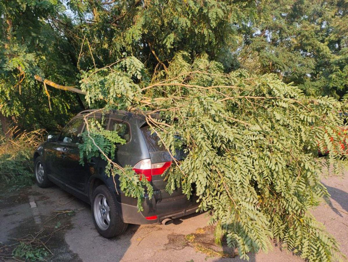 Vehículo afectado por la caída de un árbol en Lalín. | // GES LALÍN