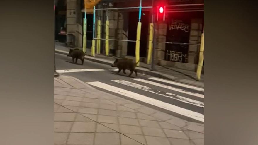 Una pareja de jabalíes, tan campantes por el centro de Ourense