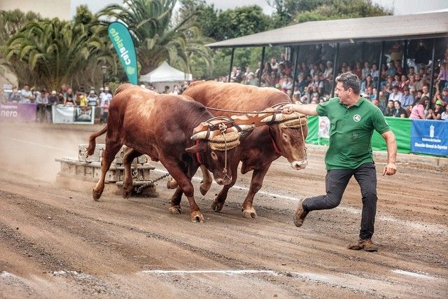 Feria de ganado y procesión por las Fiestas de San Benito en La Laguna, julio 2022