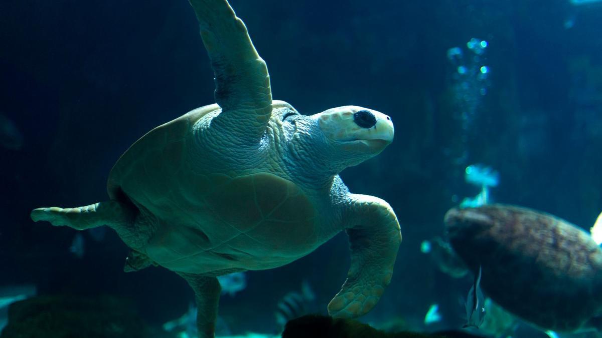 Un ejemplar de tortuga boba en Bioparc Acuario de Gijón.