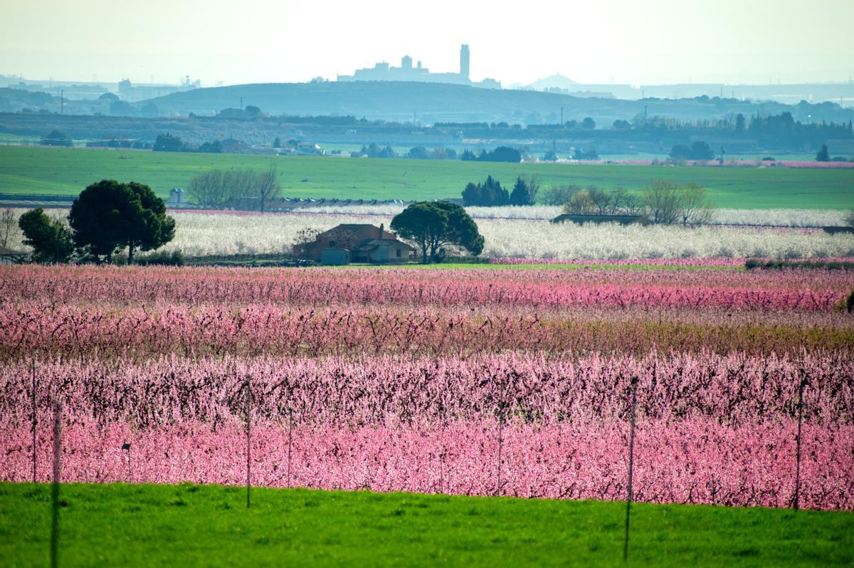 El espectáculo de la floración de los frutales en el Baix Segria, Lleida