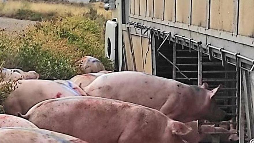 Cerdos en mitad de una carretera de Lorca tras volcar el camión que los transportaba