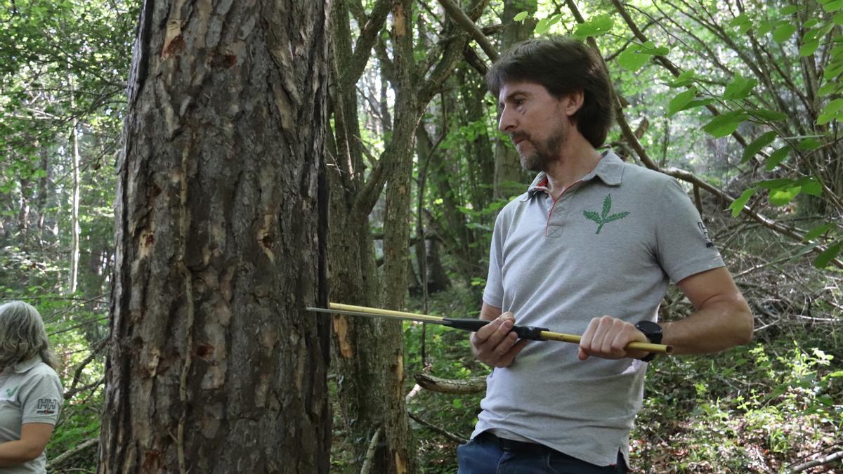 La Generalitat subvencionarà els propietaris de boscos madurs per mantenir-hi la biodiversitat