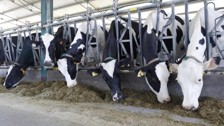 El sector carni i ramader de Catalunya demana als partits una millora de les condicions de producció i comercialització