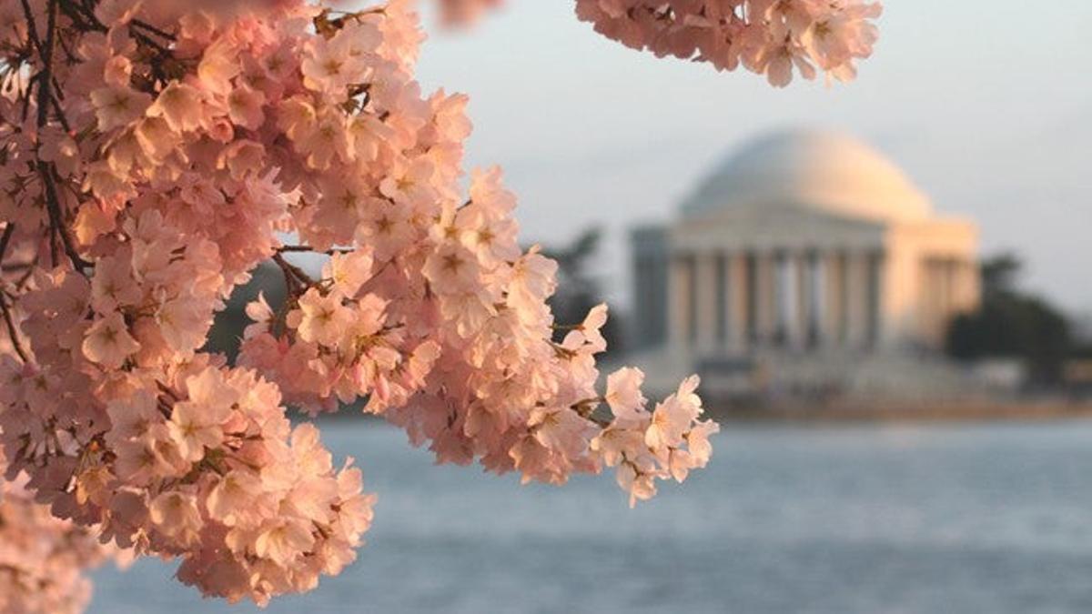 Esta es la belleza que caracteriza el National Cherry Blossom Festival en Washington