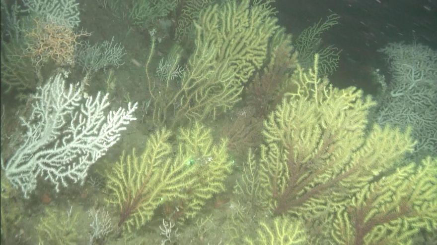 Un equipo del Instituto de Oceanografía explora los cañones submarinos del Estrecho