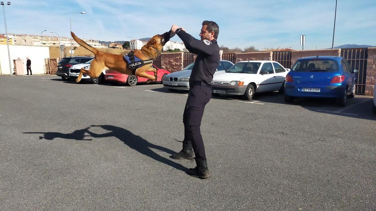 La unidad canina de la Policía Local de Plasencia ha permitido pillar a dos viajeros con droga.