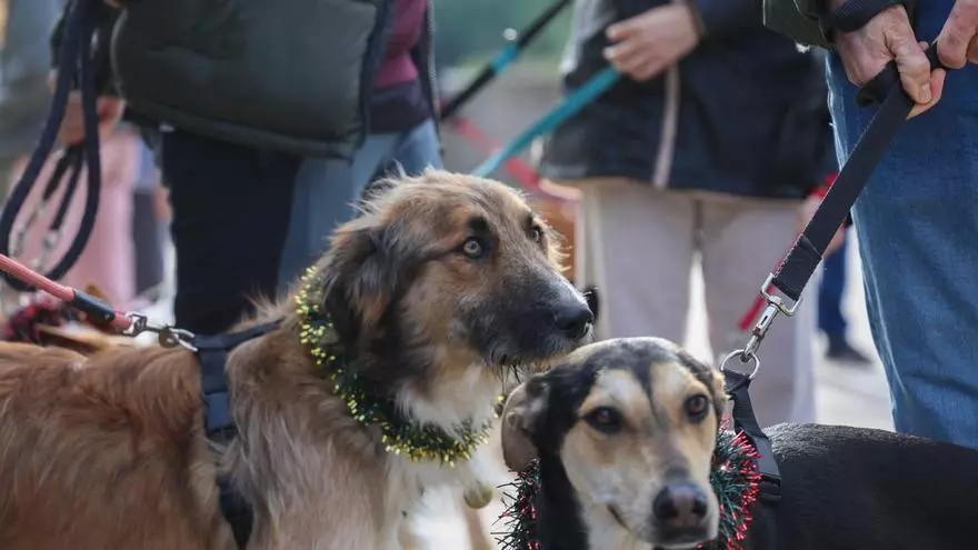 Desfile canino organizado por Bioparc para adoptar a perros rescatados de la dana