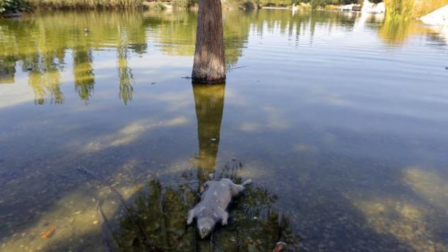 Una rata, ayer, en el lago del Parque de Cabecera.