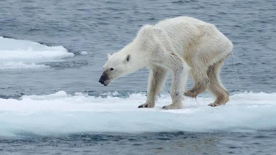 Polar bears are at risk of starvation if the Arctic summer lasts too long