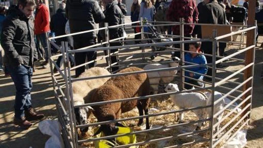 Recinte amb bestiar exposat a la Fira de Nadal d&#039;Oló