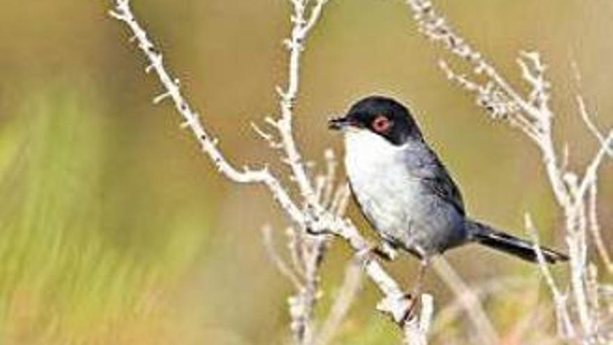 Curruca cabecinegra fotografiada en sa Sal Rossa