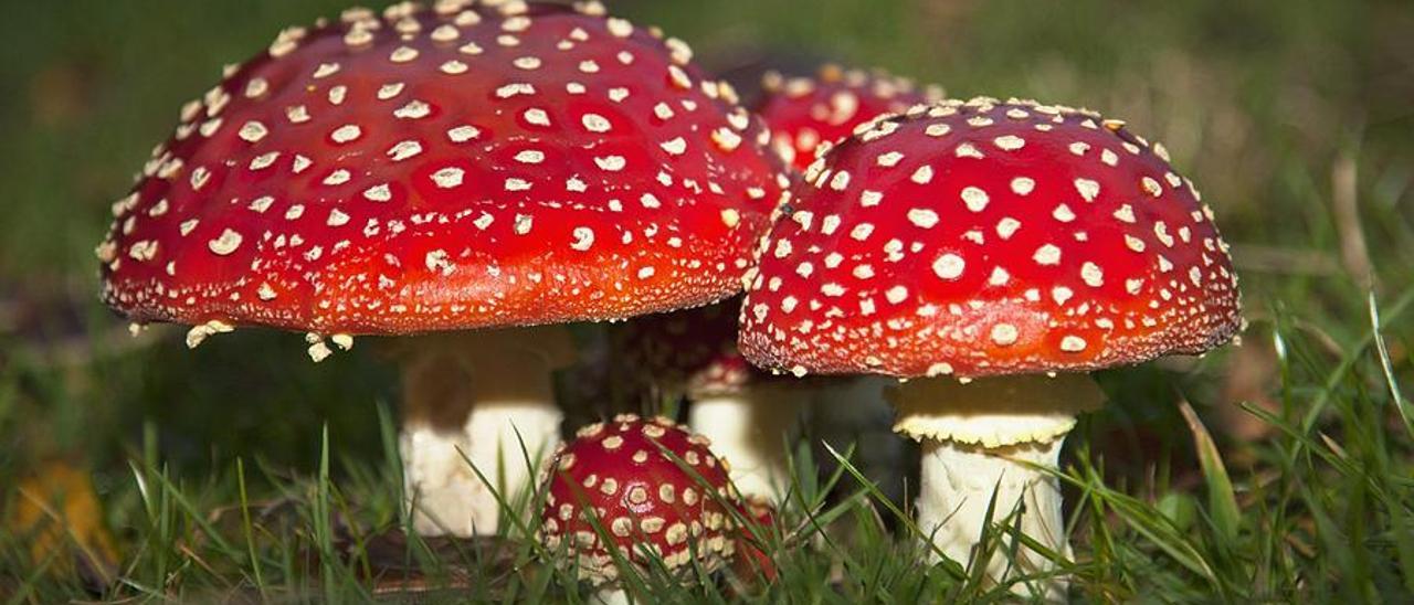 El Colegio de Farmacéuticos de Badajoz acoge una jornada dedicada a la identificación de setas