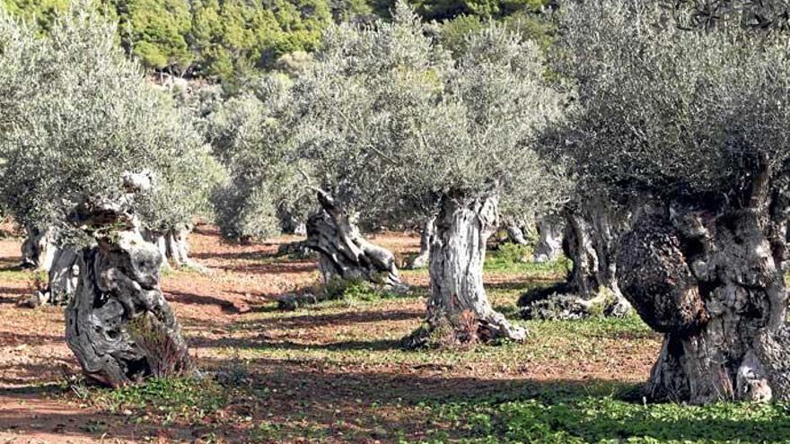 Knorrig, schön und identitätsstiftend, vor allem für die Serra de Tramuntana auf Mallorca: Olivenbäume. Die „Xylella fastidiosa&quot; bedroht auch sie.