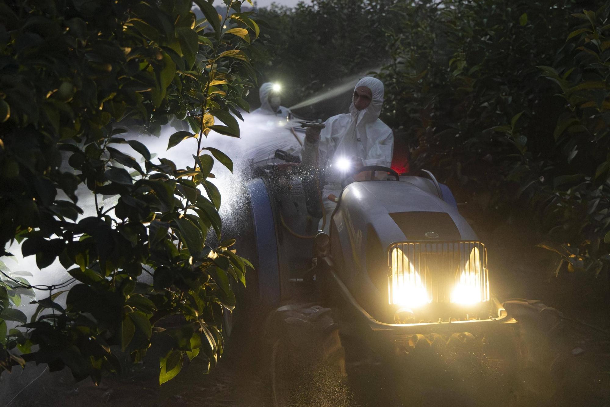Agricultores de Benimodo realizan los tratamientos de madrugada paraevitar el calor.
