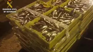 La Guardia Civil interviene en Laxe más de 7.000 kilos de sardinas pescadas en zona prohibida