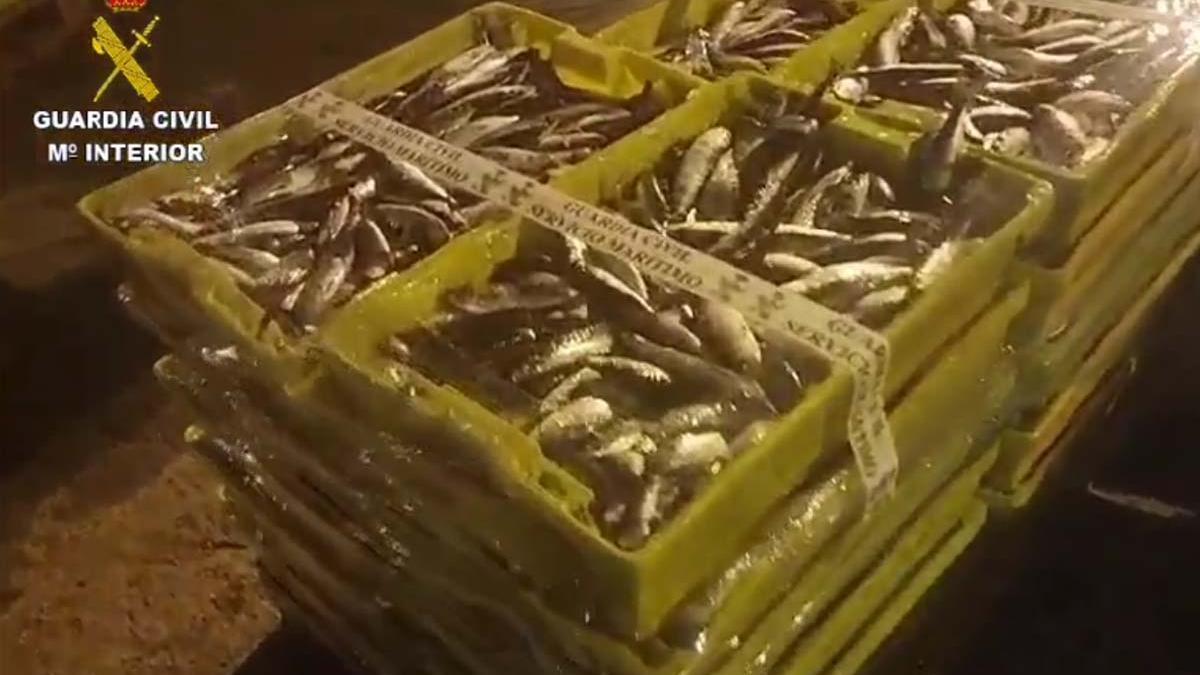 Intervenidos en Laxe más de 7.000 kilos de sardinas