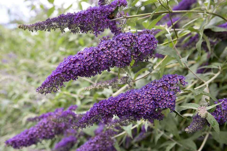 Buddleja davidiLa budleia  és un arbust originari de l'àrea del Tibet i la Xina que va ser introduïda fa més de 30 anys voluntàriament a Andorra emprant-la com a ornamental en alguns jardins i espais públics.