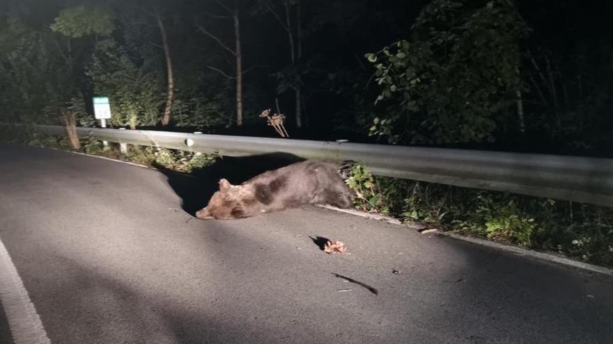 El oso atropellado en Somiedo.