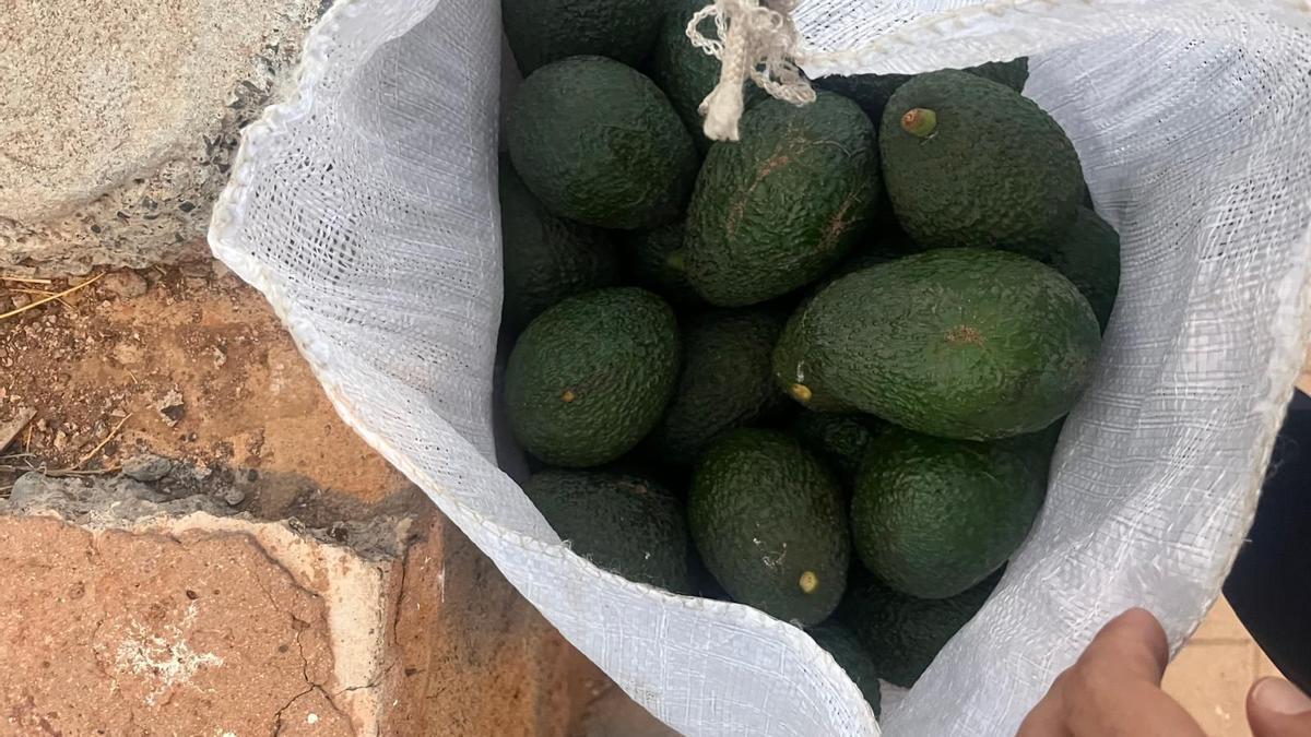 Aguacates incautados en Mogán