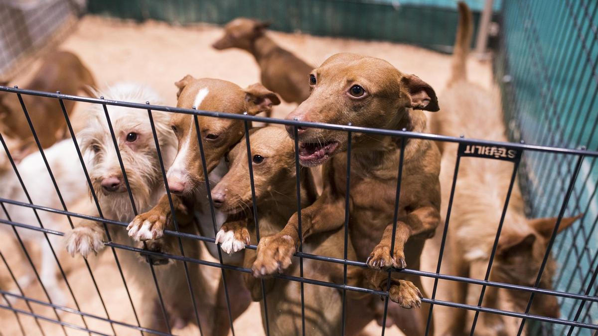 Varios cachorros de podenco en una protectora.