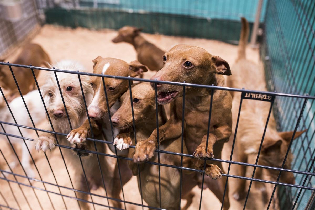 Varios cachorros de podenco en una protectora.