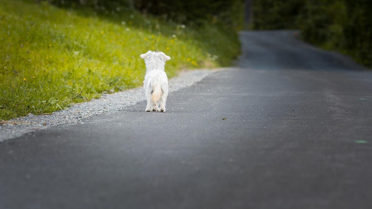 Un gos al mig de la carretera