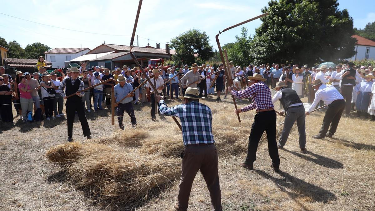 XXVII Malla Tradicional de Lalín.