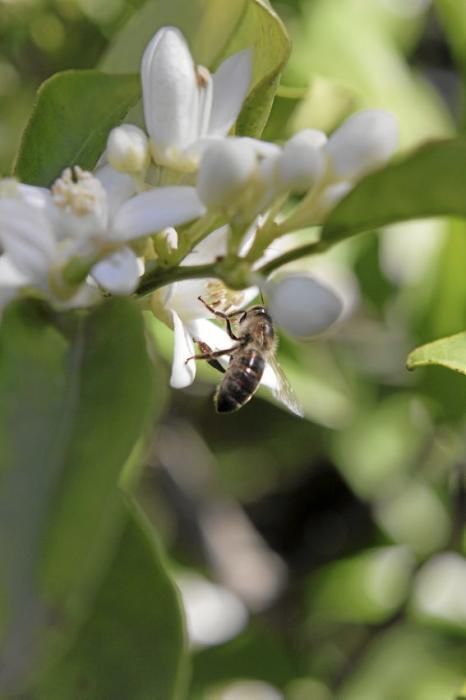 Auf der biologischen Zitrus-Plantage Ecovinyassa in Sóller ziehen die weißen Blüten nicht nur Bienen an.