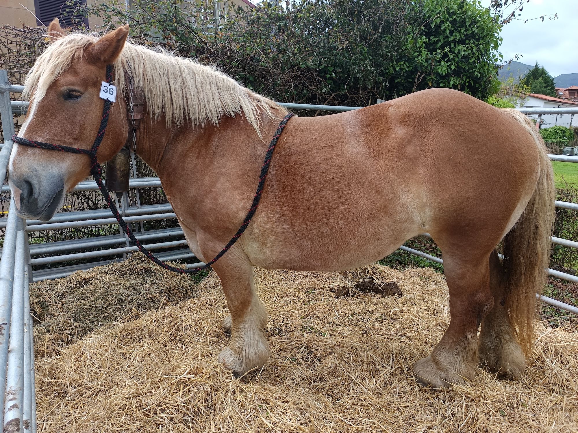 Concurso exposición del caballo en Cangas de Onís