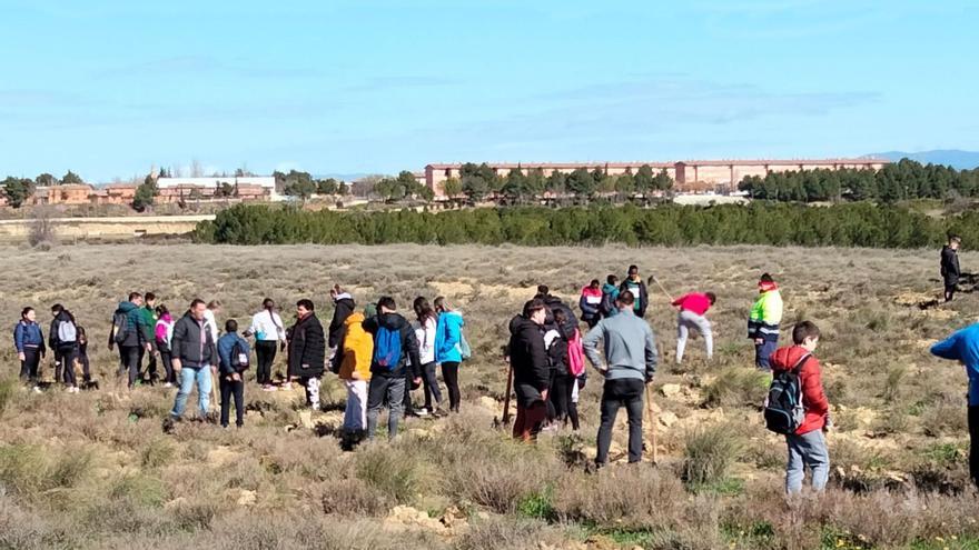 Más de 600 alumnos ponen su granito de arena para reforestar Ejea