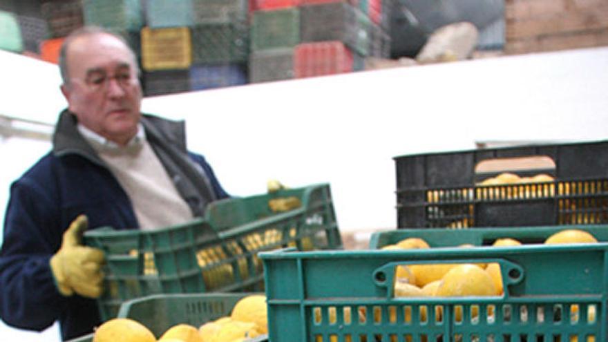 9 kilos de limones, un sombra.