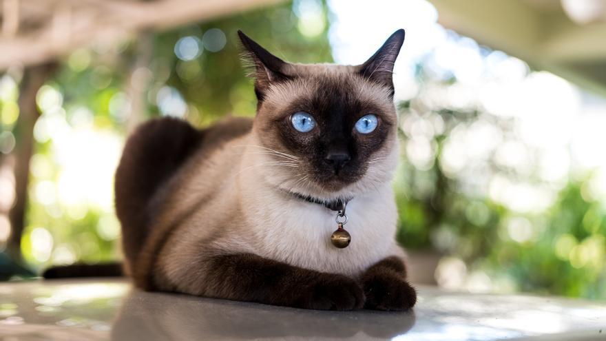 Las razas de gatos más equilibradas y tranquilas: Siamés.