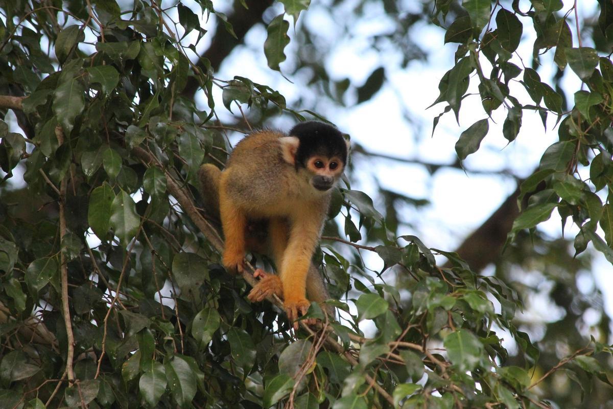 Mono ardilla de cabeza negra (Saimiri boliviensis).