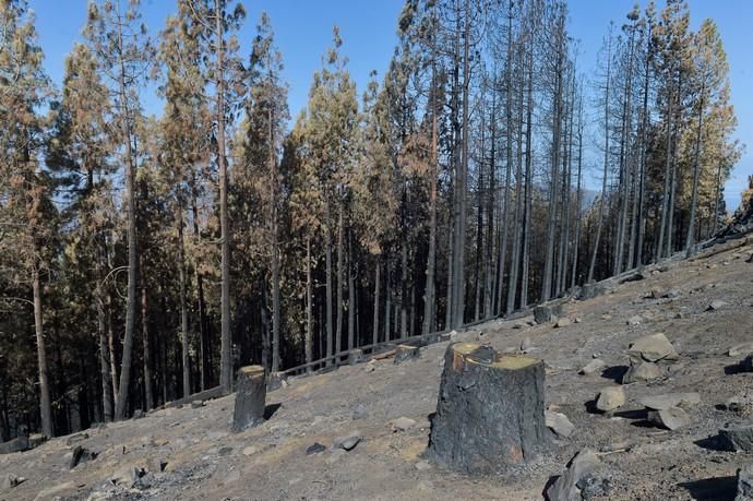 Quemas prescritas por el Cabildo de Gran Canaria