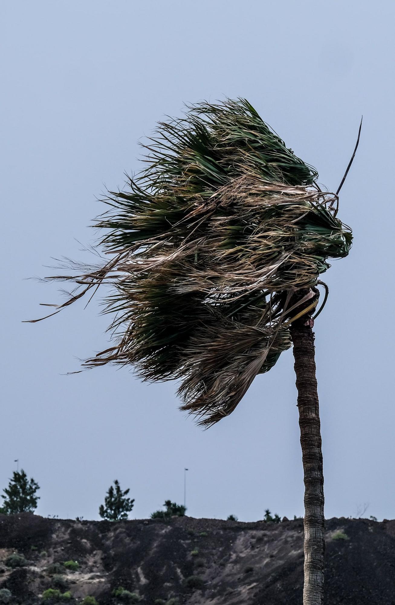 La borrasca Celia deja un temporal de viento y mar en Gran Canaria (14/02/2022)