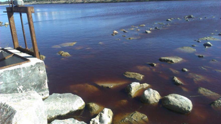 Un alga no tóxica tiñe de rojo el río Segura en Guardamar