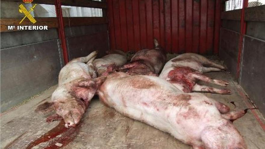 Los cinco cerdos matados y robados en una granja de Benigànim, tras ser interceptados por la Guardia Civil en Genovés el lunes por la noche.